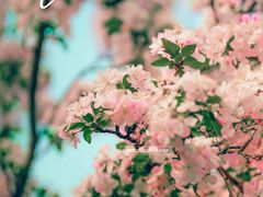 -海棠花溪(元大都城垣遗址公园)