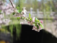 -海棠花溪(元大都城垣遗址公园)