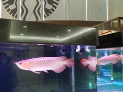 -星巴克(北京西大望路温特莱店)