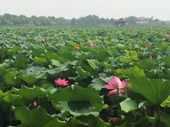 -荷塘月色湿地公园·向阳花洲
