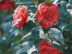 -深圳国际园林花卉博览园