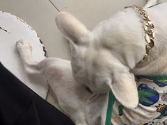 -怪兽屋·羊驼·猫咖·狗咖(俊华广场店)