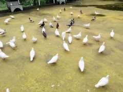 -松山湖梦幻百花洲