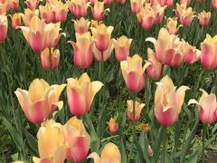 -长春公园(普阳街道)