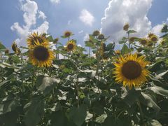 -阪尚皇·原切牛排·烤肉火锅自助(北京路店)