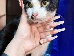 -御宝贝·A梦猫科宠物医院(国际猫友好医院)
