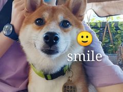 -柴犬高等学院·狗咖·柴犬售卖·宠物训练