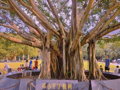 -深圳仙湖植物园