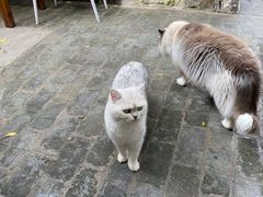 -喵屿·大理花园猫咖