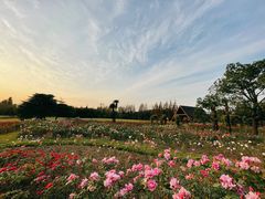 -上海滨江森林公园