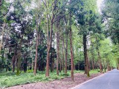 -东平国家森林公园