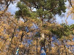 -莫尔道嘎国家森林公园
