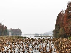 -东湖落雁景区