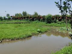 -同銮特种养殖场·龙虾垂钓