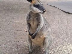 -费瑟代尔野生动物园