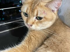 -楼上猫咖(罗湖店)