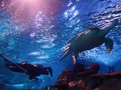 -上海海洋水族馆