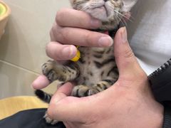 -北京观赏动物医院·24小时大型综合·猫专科·异宠专科