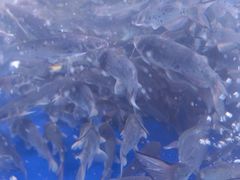 -石锅苗苗鱼(武汉首店)