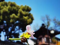 -寒山寺