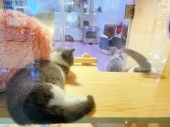 -爪爪喵星球·猫舍(前海卓越店)