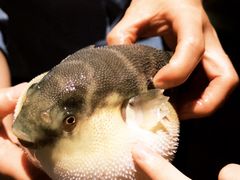 -肆月河豚·淮扬菜·湘菜(华天店)