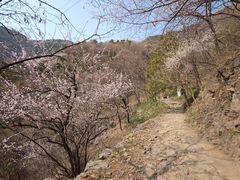 -北京鹫峰国家森林公园