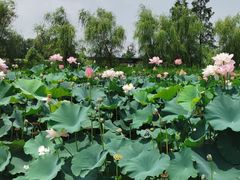 -池杉湖湿地公园