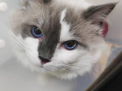 -达爱动物医院·犬猫分区·CT·复杂眼科(远洋山水分院)
