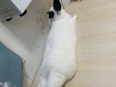 -邦泰·异宠动物医院