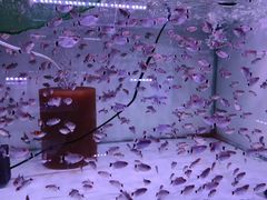 -中环花鸟鱼虫市场