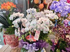 -溪岸路花鸟市场