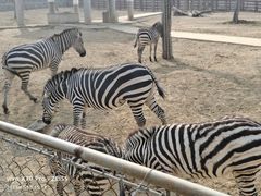 -石家庄市动物园