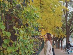 -三里屯东五街银杏大道
