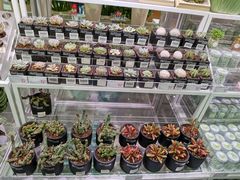 -KKV(天津津南吾悦广场店)