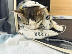 -达爱动物医院·犬猫分区·CT·复杂眼科(远洋山水分院)