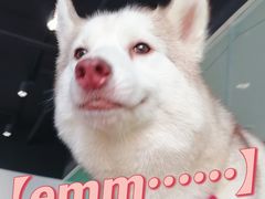 -Husky Go! 哈士奇体验馆·宠物咖啡厅狗咖