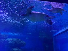 -多彩贵州城极地海洋世界