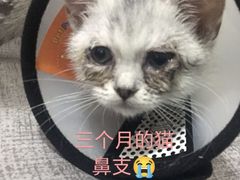 -荔康动物医院(康王北路店)