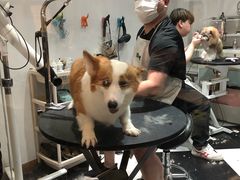 -Oh My Dog宠物沙龙(伊珊娜皮毛护理店)