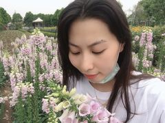 -百万葵园