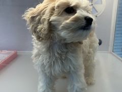 -翊宠yipet猫狗购宠庄园犬舍•猫舍