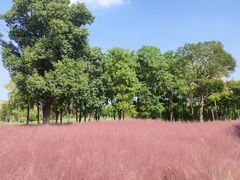 -南湖湿地公园