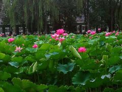 -四川大学(望江校区)