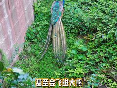 -成都大熊猫繁育研究基地