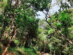 -梧桐山风景名胜区