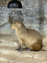 -Zoolung Zoolung动物主题公园(海信广场店)