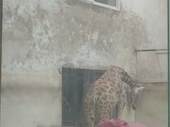 -成都动物园