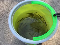 -紫海香堤香草艺术庄园