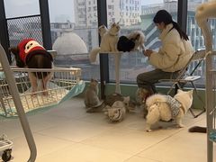 -怪兽屋·羊驼·猫咖·狗咖(俊华广场店)